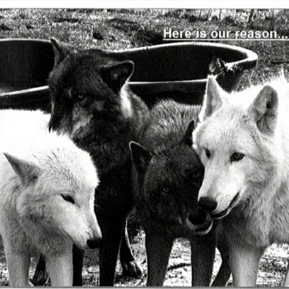 Rescue Updates. - Picture 11 of 13